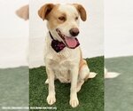 Small #3 Labrador Retriever Mix