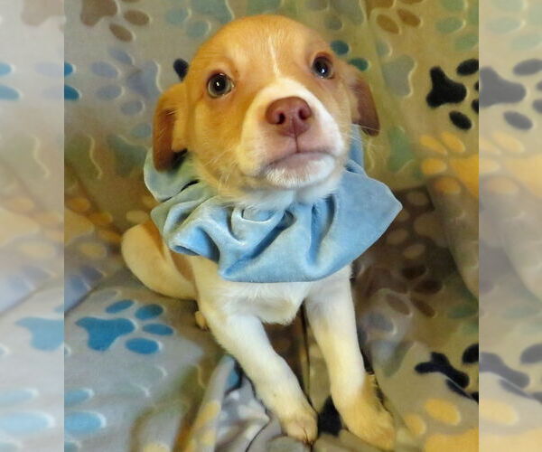 Medium Photo #1 Jack Chi Puppy For Sale in Grovertown, IN, USA