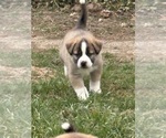Small #11 Alaskan Husky-Saint Bernard Mix