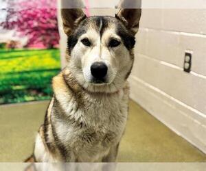 Siberian Husky-Unknown Mix Dogs for adoption in Moreno Valley, CA, USA