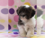 Small Photo #9 Shih-Poo Puppy For Sale in BAY VIEW, WI, USA
