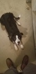 Small Photo #3 Border Collie Puppy For Sale in WILSON, NC, USA