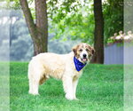 Small #4 Great Pyrenees Mix