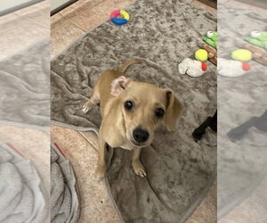 The Doxies : Dolly - Female Dachshund-Unknown Mix Dog for Adoption