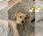 The Doxies : Dolly - Female Dachshund-Unknown Mix Dog for Adoption - Small photo
