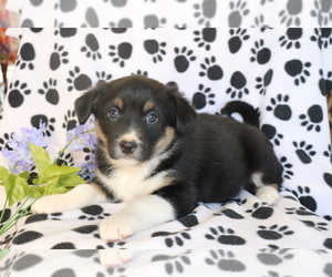 Border Collie-Unknown Mix Puppy for sale in SHILOH, OH, USA