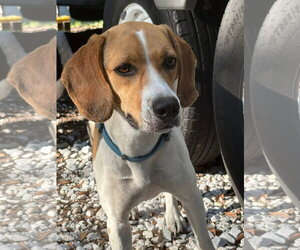 Beagle Dogs for adoption in Valrico, FL, USA