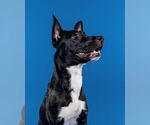 Small American Pit Bull Terrier Mix