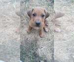 Small Photo #1 Rhodesian Ridgeback Puppy For Sale in ROCHESTER, WA, USA