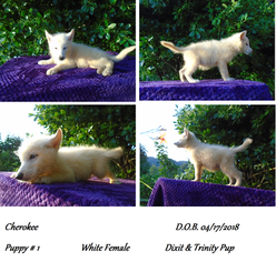 Wolf Hybrid Puppy for sale in POWELL, TN, USA