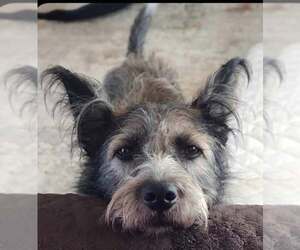 Miniature Schnauzer-Unknown Mix Dogs for adoption in Mount Airy, NC, USA
