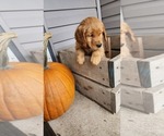 Puppy Bambi Golden Retriever