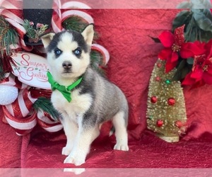 Siberian Husky Puppy for sale in LANCASTER, PA, USA