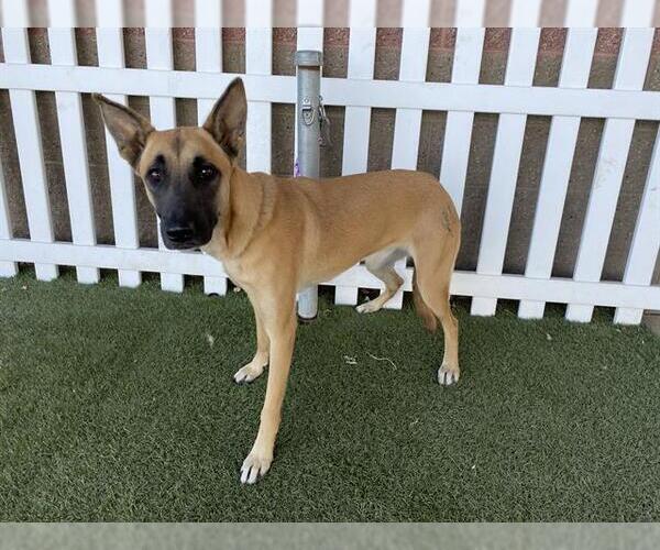 Medium Photo #1 Mutt Puppy For Sale in Modesto, CA, USA