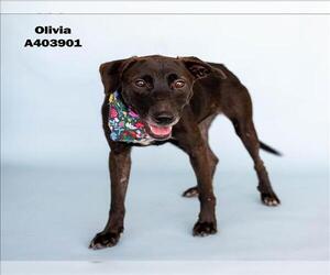 American Pit Bull Terrier-Labrador Retriever Mix Dogs for adoption in Conroe, TX, USA