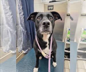 Labrador Retriever-Unknown Mix Dogs for adoption in Mobile, AL, USA