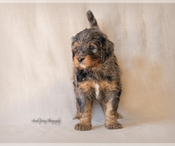 Medium Photo #5 Bernedoodle Puppy For Sale in WEST SALEM, OH, USA