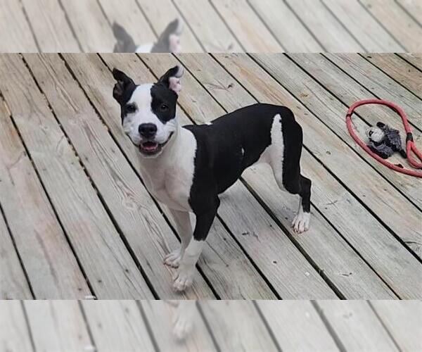 Medium Photo #15 American Pit Bull Terrier-Unknown Mix Puppy For Sale in Murfreesboro, NC, USA