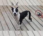 Small #14 American Pit Bull Terrier Mix