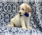 Small #2 Goldendoodle-Poodle (Standard) Mix
