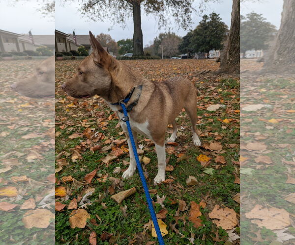 Medium Photo #3 American Pit Bull Terrier-Siberian Husky Mix Puppy For Sale in Munford, TN, USA