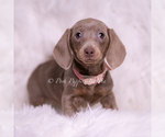Small Photo #52 Dachshund Puppy For Sale in WARSAW, IN, USA