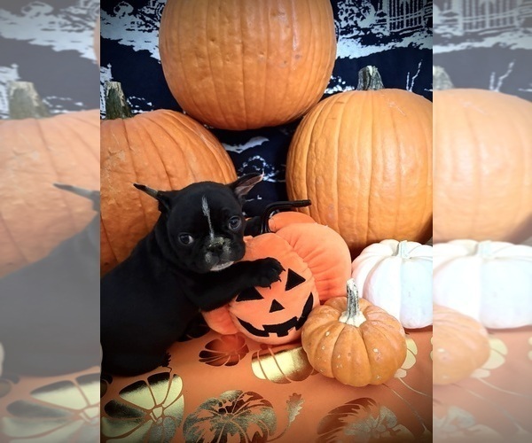 Medium Photo #4 French Bulldog Puppy For Sale in YUCCA VALLEY, CA, USA