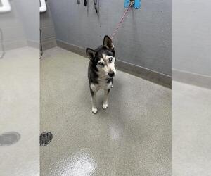 Siberian Husky-Unknown Mix Dogs for adoption in Las Vegas, NV, USA