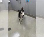 Small Siberian Husky Mix