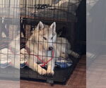 Small #2 Siberian Husky