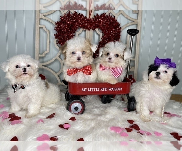 Medium Photo #6 YorkiePoo Puppy For Sale in MORRIS CHAPEL, TN, USA