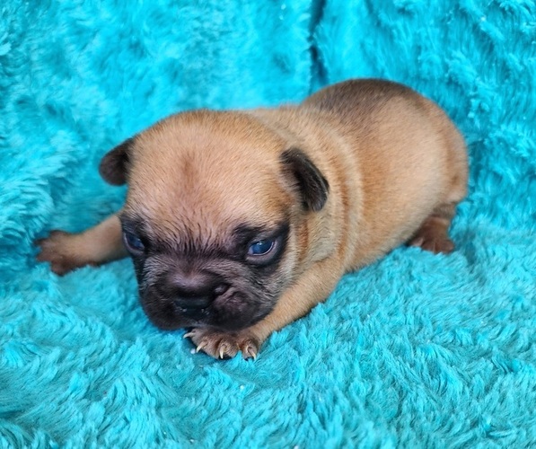 Medium Photo #2 French Bulldog Puppy For Sale in LAS VEGAS, NV, USA