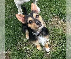 Jack Russell Terrier-Unknown Mix Dogs for adoption in Sequim, WA, USA