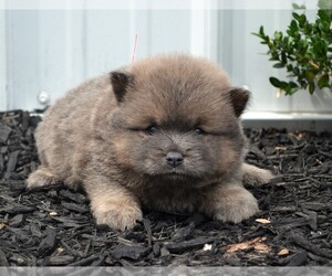 Chow Chow-Pomeranian Mix Puppy for sale in NILES, MI, USA