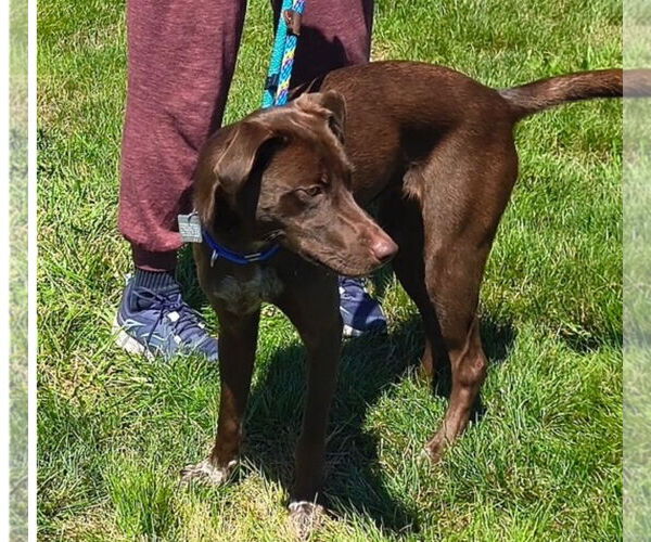 Medium Photo #4 Border Collie-Chocolate Labrador retriever Mix Puppy For Sale in Mt. Laurel, NJ, USA