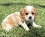 Small Photo #5 Cavalier King Charles Spaniel Puppy For Sale in FAIR HAVEN, MI, USA