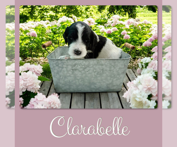 Medium Photo #6 Bernedoodle Puppy For Sale in MENIFEE, CA, USA