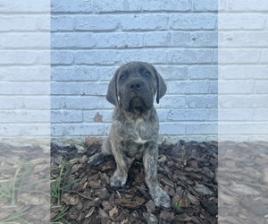 Cane Corso Puppy for sale in PALOS HEIGHTS, IL, USA