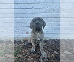 Small Photo #1 Cane Corso Puppy For Sale in PALOS HEIGHTS, IL, USA