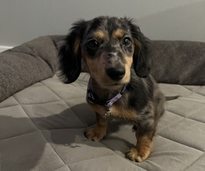 Dachshund Puppy for sale in OXNARD, CA, USA