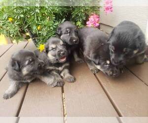 German Shepherd Dog Puppy for sale in SIOUX FALLS, SD, USA