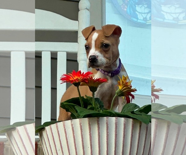 Medium Photo #6 American Staffordshire Terrier-Unknown Mix Puppy For Sale in Holly Springs, NC, USA
