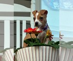 Small #5 American Staffordshire Terrier Mix