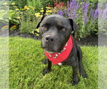 Small #22 American Pit Bull Terrier