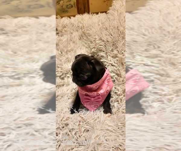 Medium Photo #7 Pug Puppy For Sale in WHITTIER, NC, USA