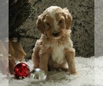Small Photo #1 Goldendoodle-Poodle (Miniature) Mix Puppy For Sale in KINZERS, PA, USA