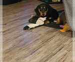 Small Photo #2 Dachshund Puppy For Sale in TROY, PA, USA