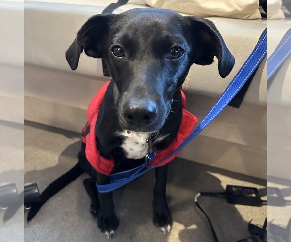 Medium Photo #18 Mutt Puppy For Sale in Boston, MA, USA