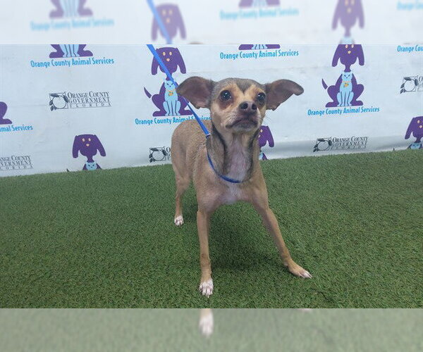 Medium Photo #1 Chihuahua Puppy For Sale in Orlando, FL, USA