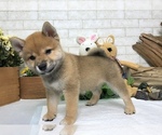 Small Photo #6 Shiba Inu Puppy For Sale in SACRAMENTO, CA, USA